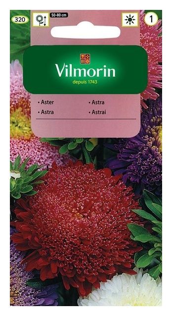 Aster chiński książęcy 1g Vilmorin