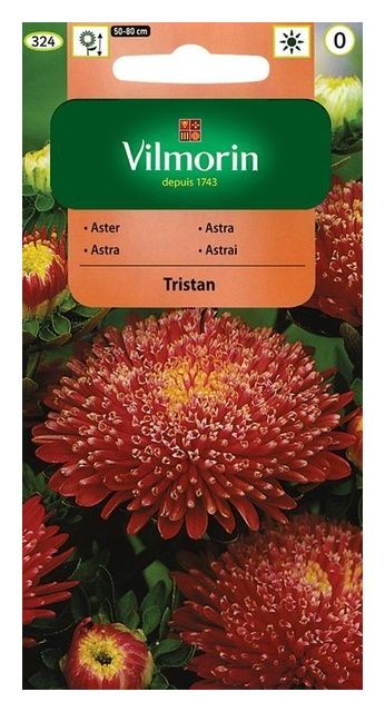 Aster chiński książęcy Tristan 0,5g Vilmorin
