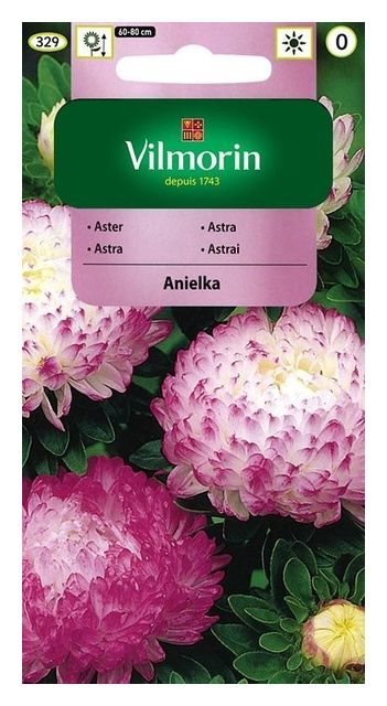 Aster chiński peoniowy Anielka 0,5g Vilmorin