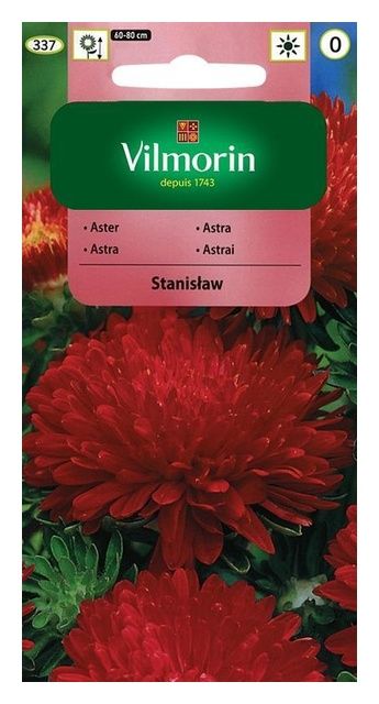 Aster chiński peoniowy Stanisław 0,5g Vilmorin