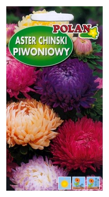 Aster chiński piwoniowy mix 1g Polan