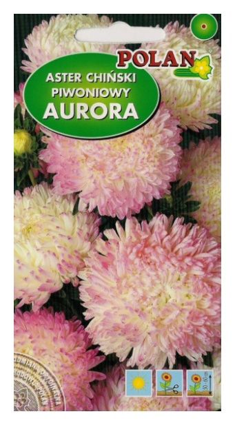 Aster piwoniowy Aurora 1g Polan