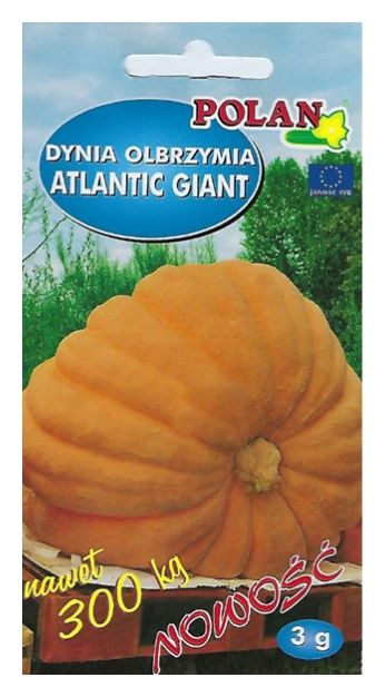 Dynia olbrzymia Atlantic Giant 3g Polan