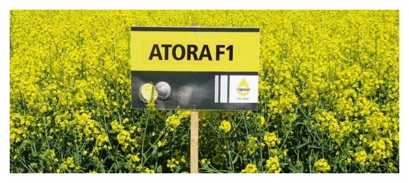 Rzepak ozimy Atora F1 C1 Integral + Lumiposa Rapool
