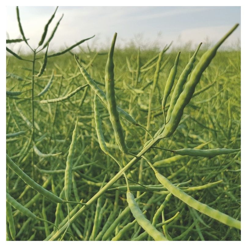 Rzepak ozimy Cyrill KWS CL F1 C1 Buteo Start