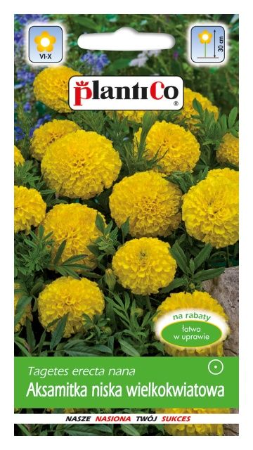 Aksamitka niska wielkokwiatowa MONA żółta 1g Plantico