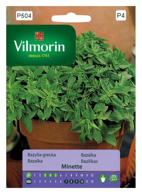 Bazylia grecka Minette 2g Vilmorin