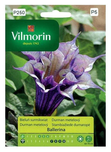 Bieluń surmikwiat Ballerina Vilmorin