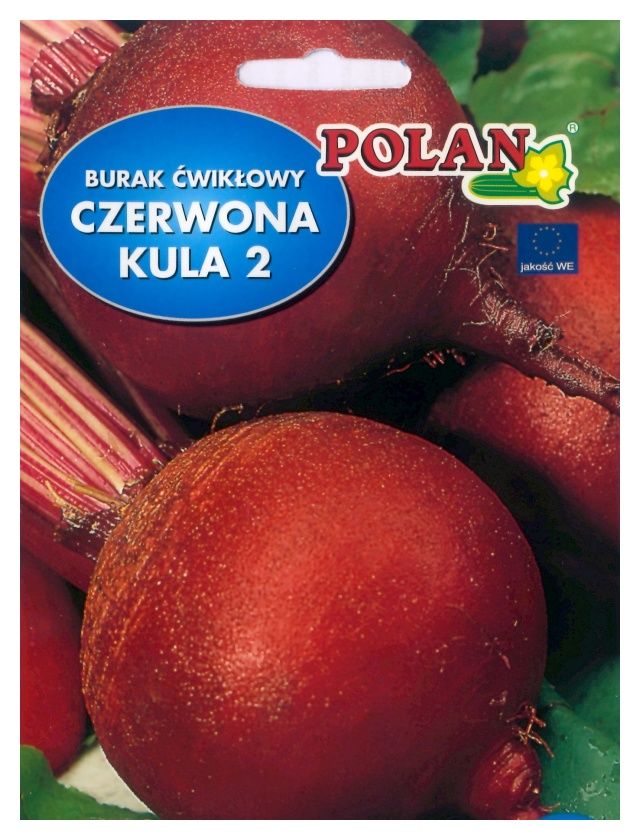 Burak ćwikłowy Czerwona Kula Polan