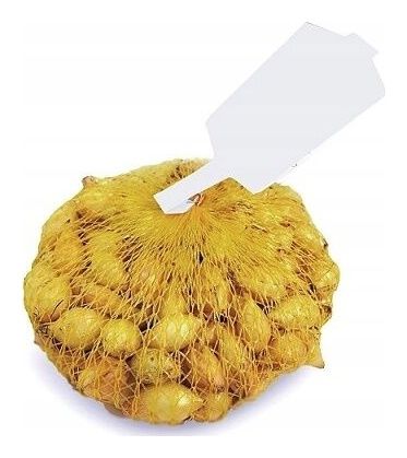 Cebula dymka zimowa Senshyu Yellow