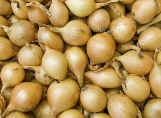 Cebula dymka Sochaczewska III