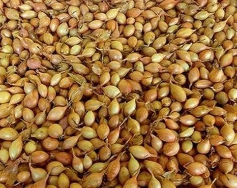 Cebula dymka Sochaczewska II