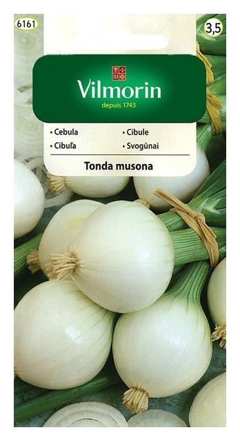 Cebula biała Tonda Musona 2g Vilmorin