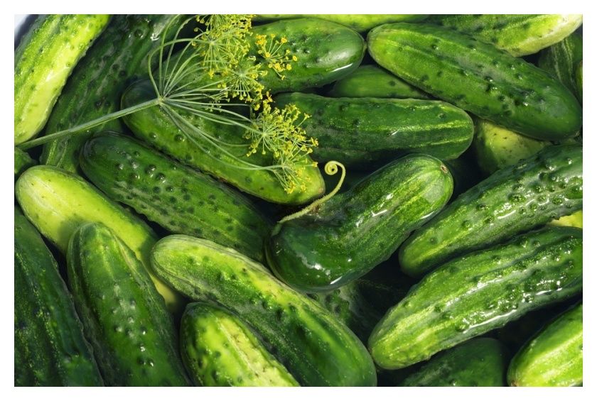 Ogórek Chrobry F1 100g Plantico