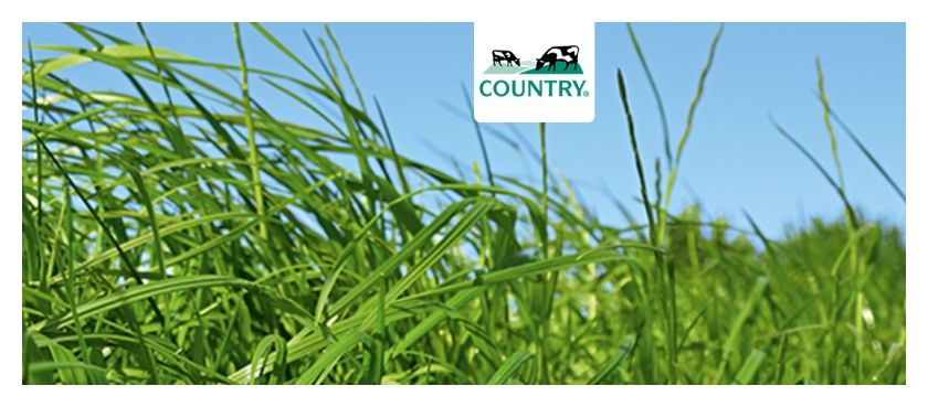 Mieszanka traw Country 2050 C1 25Kg DSV