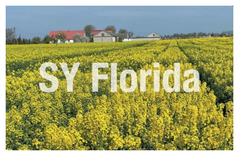 Rzepak ozimy SY Florida F1 C1 Buteo Start Syngenta