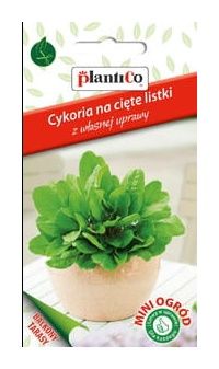 cykoria liściowa