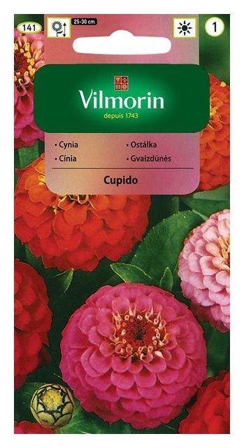 Cynia wytworna Cupido 1g Vilmorin