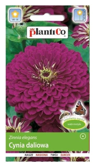 Cynia daliowa Fioletowa 1g PlantiCo