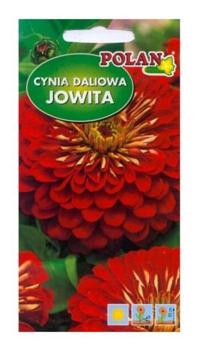Cynia daliowa Jowita 1g Polan