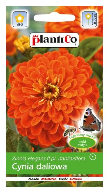 Cynia wytworna daliowa pomarańczowa 1g PlantiCo
