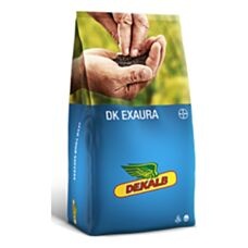 Rzepak ozimy DK Exaura F1 C1 Buteo Start Bayer