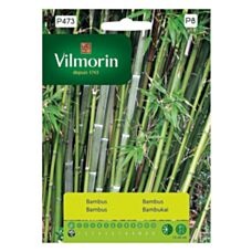 Bambus mrozoodporny Vilmorin