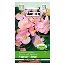 Begonia stale kwitnąca Papilon Rose 0,1g PlantiCo