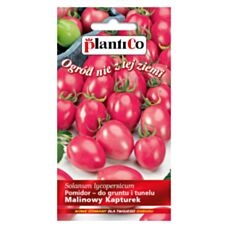 Pomidor gruntowy Malinowy Kapturek 0,2g PlantiCo