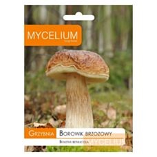 Grzybnia Borowik brzozowy 10g Mycelium 