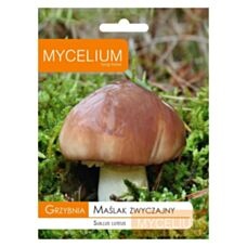 Grzybnia Maślak zwyczajny 15g Mycelium