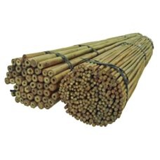 Tyczka bambusowa 210cm 24-26mm - 100szt