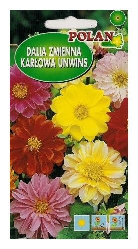 Dalia zmienna Unwins 2g Polan