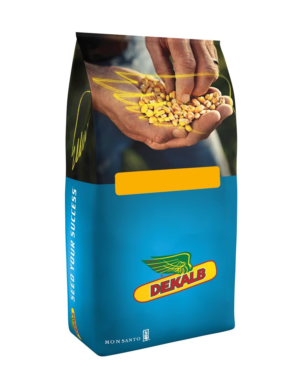 Kukurydza DKC 3787 F1 50tyś C1 Monsanto