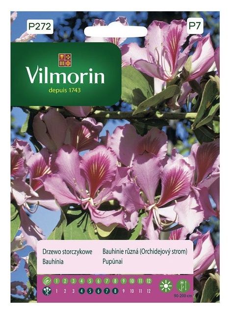 Drzewko storczykowe Vilmorin
