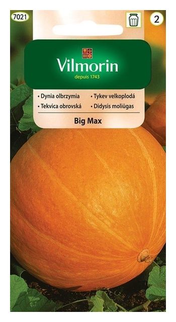 Dynia Big Max 3g Vilmorin