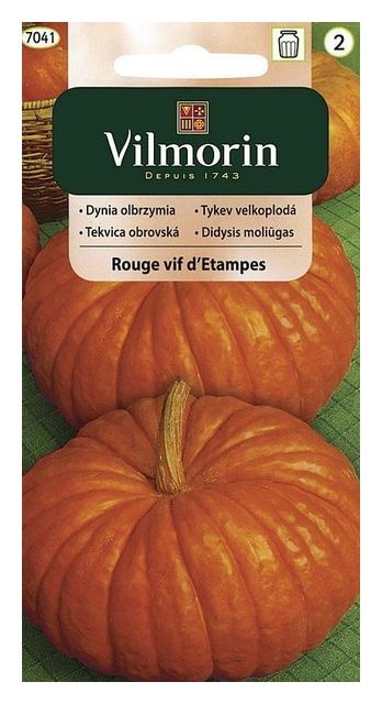Dynia olbrzymia Rouge vif d'Etampes 3g Vilmorin