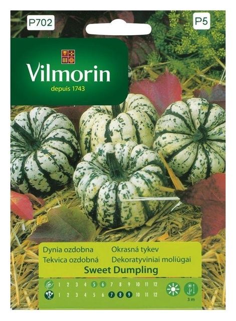 Dynia ozdobna Sweet Dumpling Vilmorin