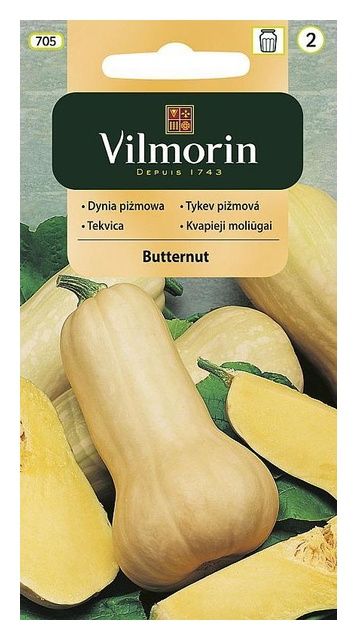 Dynia piżmowa Butternut 1g Vilmorin