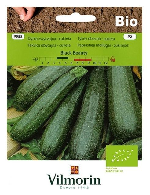 Dynia zwyczajna - cukienia Black Beauty Bio 2g Vilmorin