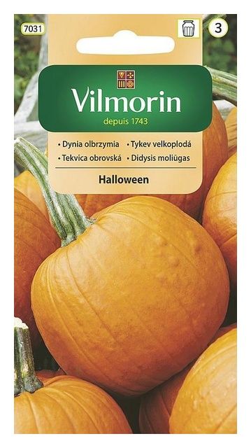 Dynia zwyczajna Jack Olantern 2g Vilmorin