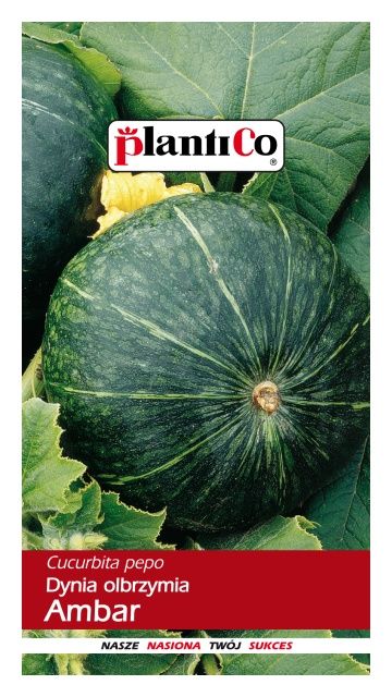 Dynia olbrzymia AMBAR 5g PlantiCo
