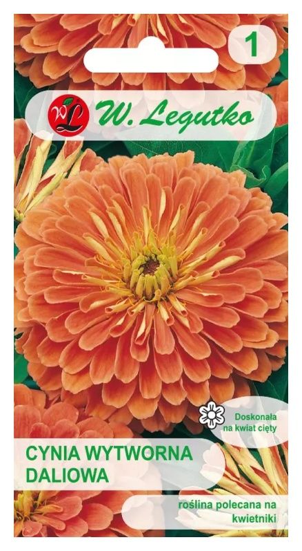 Cynia wytworna daliowa Eldorado 1g Legutko