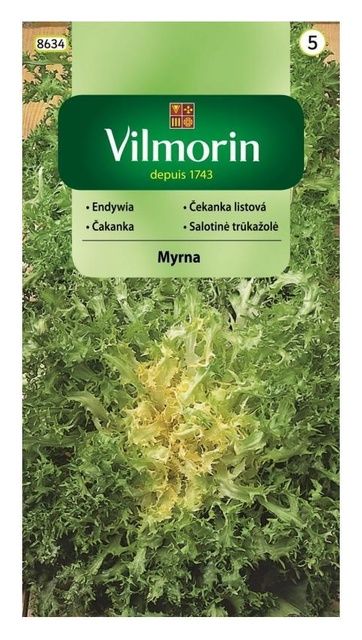 Sałata Endywia Myrna 0,5g Vilmorin