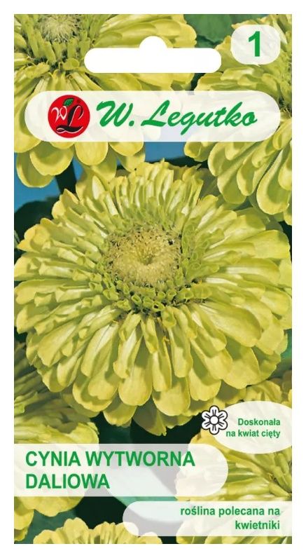 Cynia wytworna daliowa Envy 1g Legutko