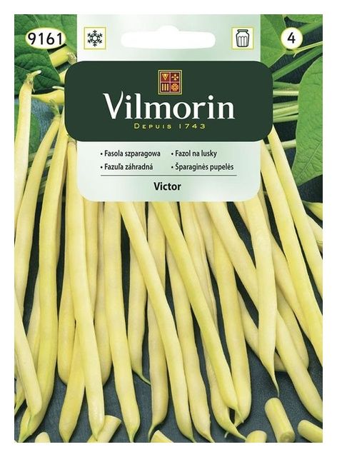 Fasola szparagowa żółta Victor 20g Vilmorin
