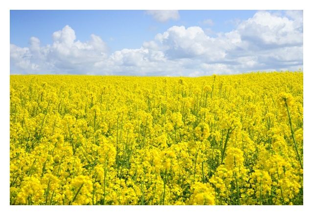 Rzepak ozimy SY Aganos F1 C1 Cruiser Syngenta