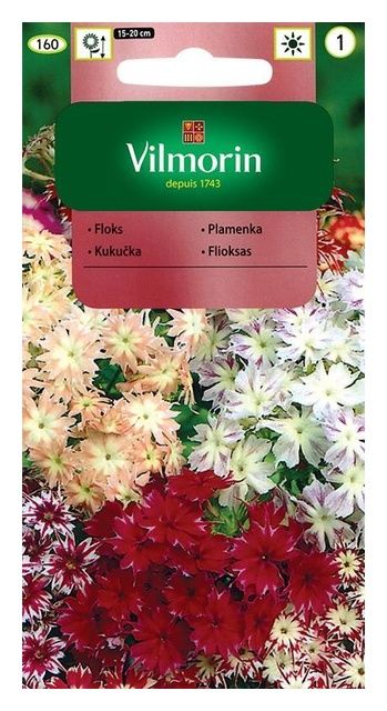 Floks gwiaździsty 0,5g Vilmorin