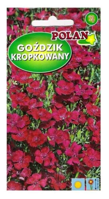 Goździk kropkowany czerwony 1g Polan