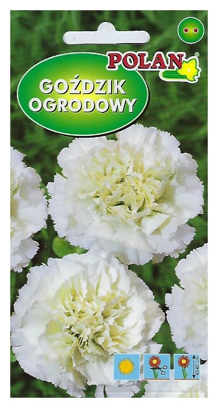 Goździk ogrodowy Grenadin biały 0,5g Polan